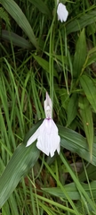 Roscoea