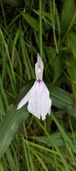 Roscoea