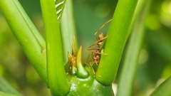 Myrmaplata plataleoides