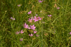 Sabatia campanulata