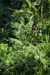 Artemisia tanacetifolia