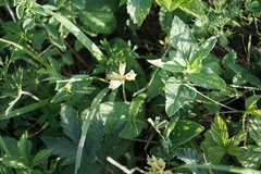 Primula veris macrocalyx