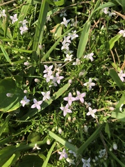 Oldenlandia salzmannii