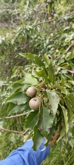 Pyrus pashia