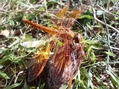 Brachythemis contaminata