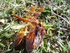 Brachythemis contaminata