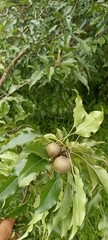 Pyrus pashia