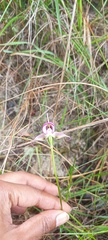 Disperis capensis