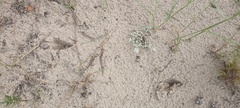 Sylvicapra grimmia