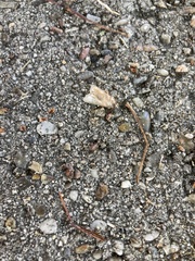 Loxostege sticticalis