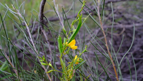 Image of Labichea lanceolata by (c) Peter Crowcroft, some rights reserved (CC BY)