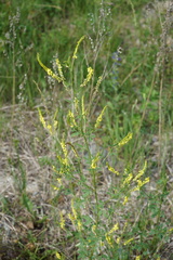 Melilotus suaveolens