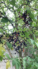 Sambucus nigra