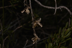 Dioscorea hastifolia