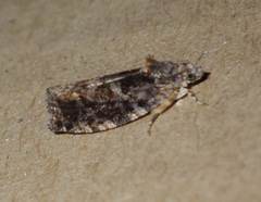 Eudemis