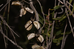 Dioscorea hastifolia