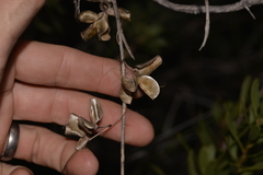 Dioscorea hastifolia