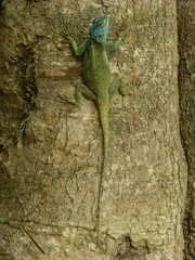 Acanthocercus ugandaensis