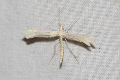 Hellinsia osteodactylus
