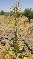 Verbascum sinaiticum