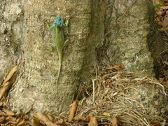 Acanthocercus ugandaensis