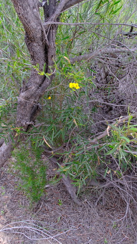 Image of Tall Labichea (Labichea lanceolata) by (c) Peter Crowcroft, some rights reserved (CC BY)