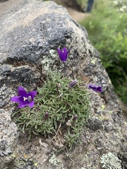 Campanula saxifraga
