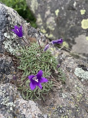 Campanula saxifraga