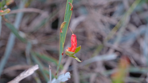 Leptosema aphyllum, photograph 6
