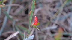 Leptosema aphyllum, photograph Peter Crowcroft, CC BY, iNaturalist via GBIF
