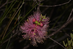 Melaleuca radula