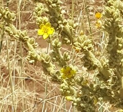 Verbascum sinaiticum