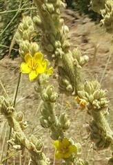 Verbascum sinaiticum