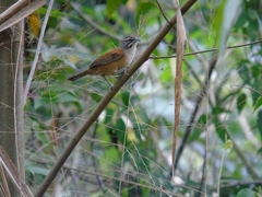 Pheugopedius genibarbis