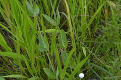 Sabatia macrophylla