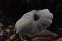Hypomyces porphyreus