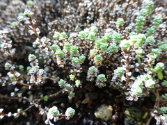 Raoulia parkii