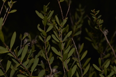 Melaleuca radula
