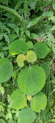 Boehmeria macrophylla
