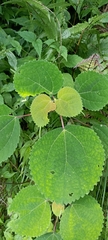 Boehmeria macrophylla