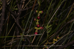 Melaleuca radula