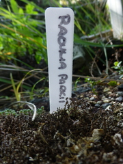 Raoulia parkii
