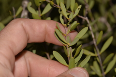 Melaleuca radula