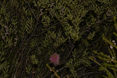 Melaleuca radula