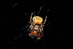 Araneus grossus