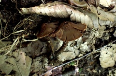 Inosperma apiosmotum