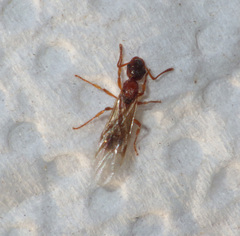 Myrmica rubra