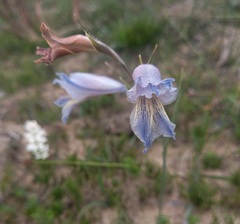 Gladiolus gracilis