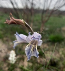 Gladiolus gracilis