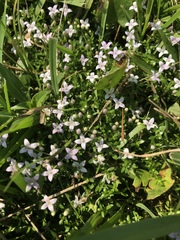 Oldenlandia salzmannii